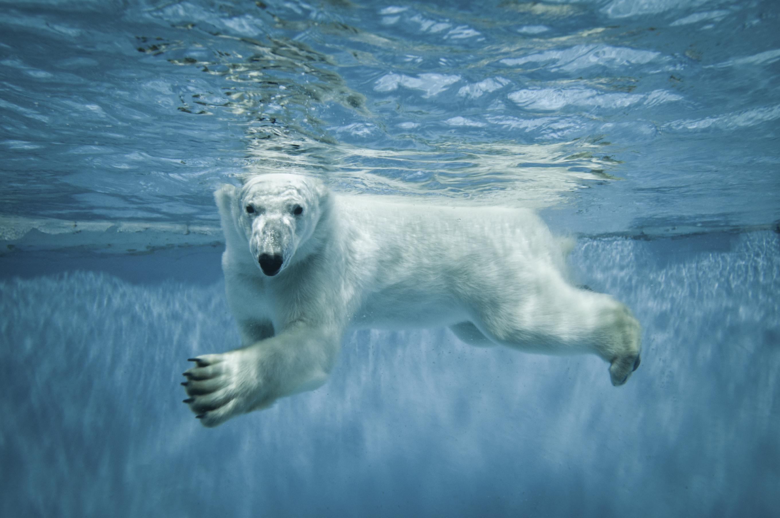 beware of polar bears in iceland - it is now puffin hunting