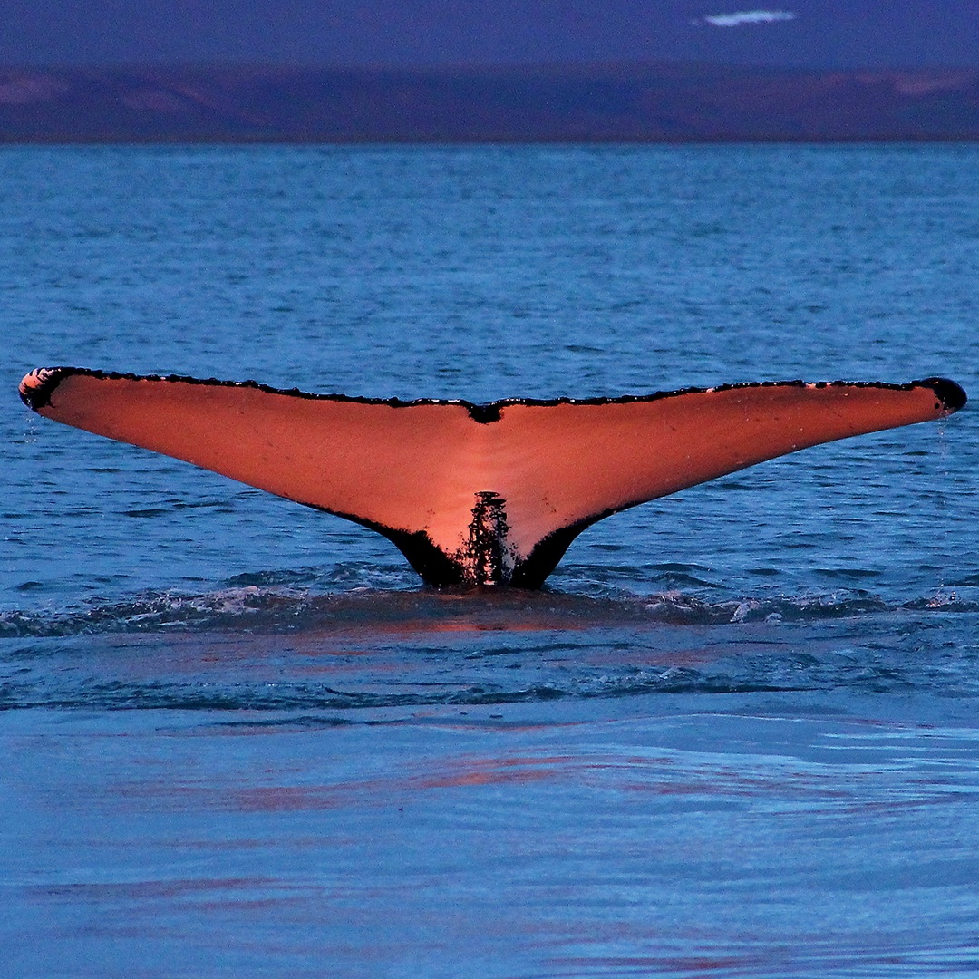 冰岛观鲸 | 如何优雅地观赏蓝灰色可爱生物—鲸鱼？ - 马蜂窝