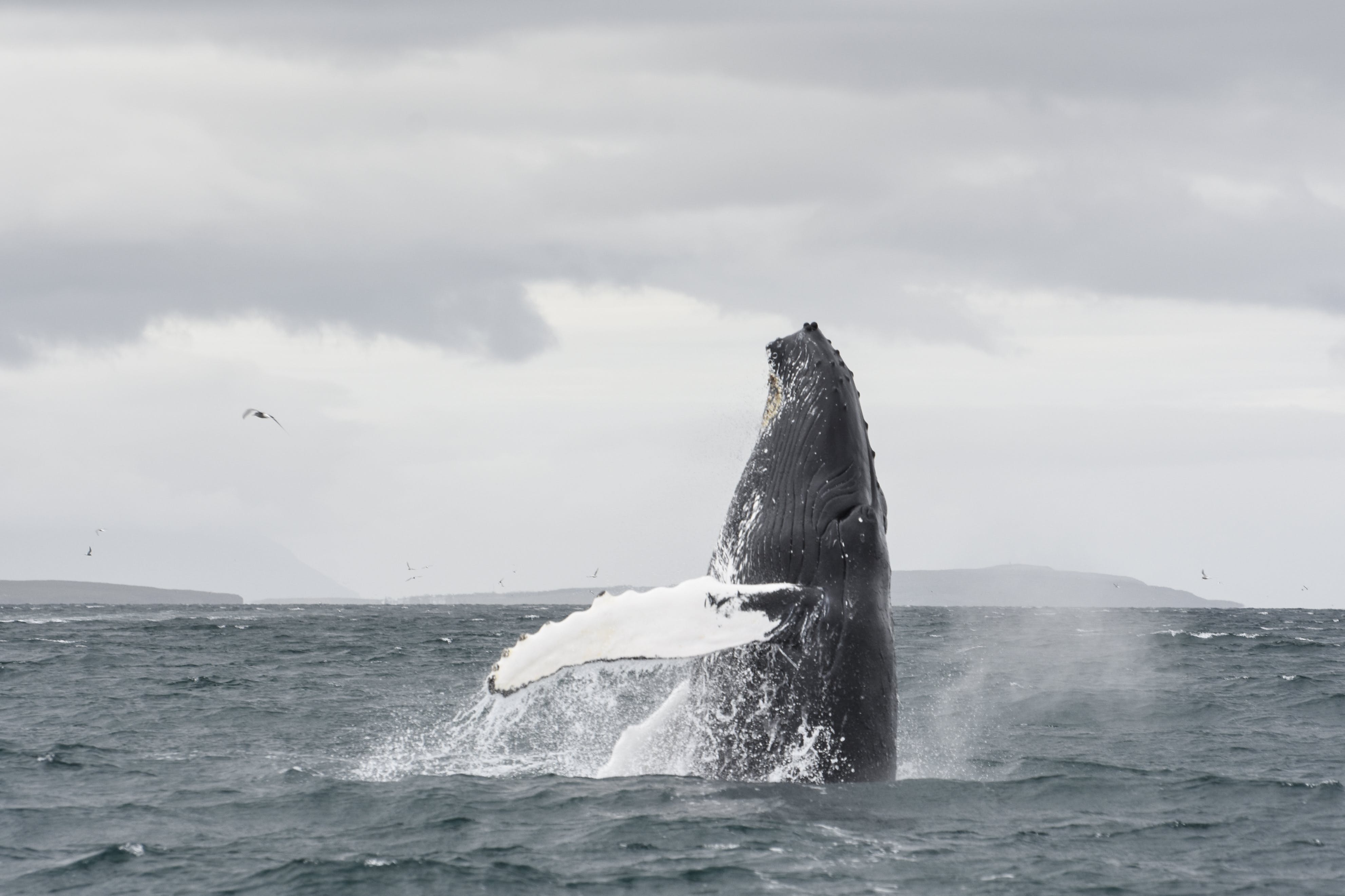 Whale Watching Tour Off Reykjavik's Faxafloi Bay