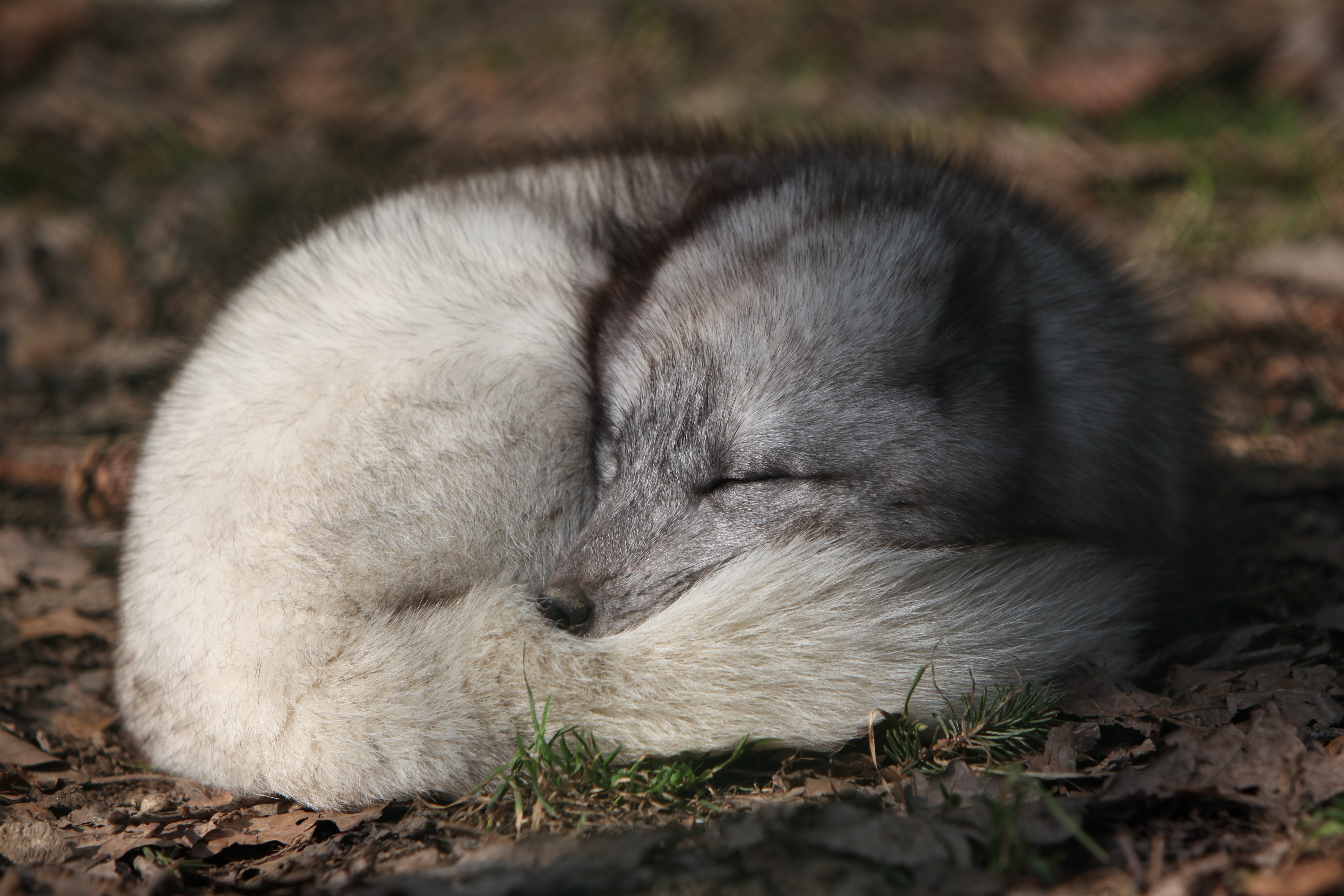 北极狐夏天时的照片图片